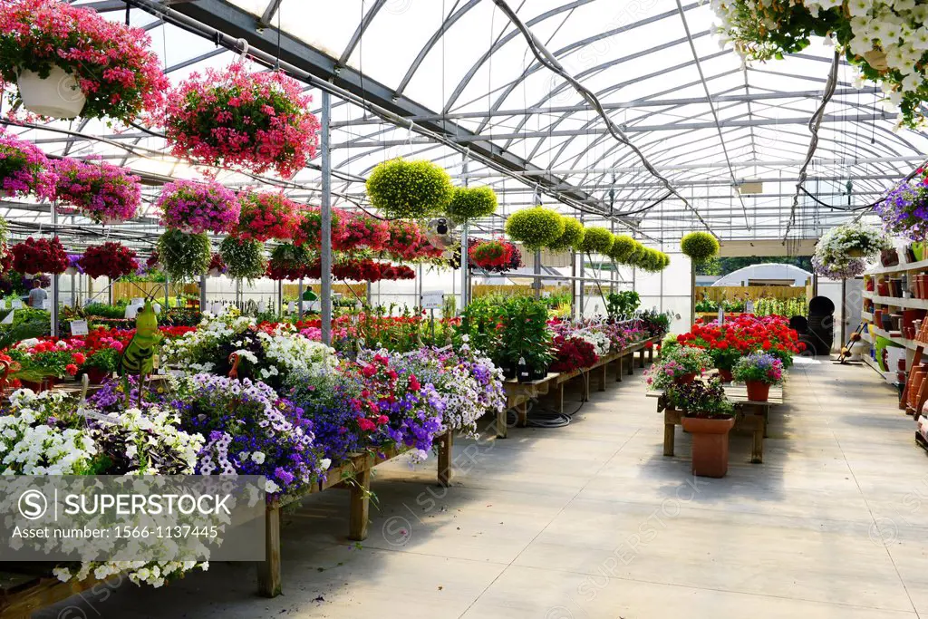 Commercial greenhouse flower nursery domestic flowers retailer
