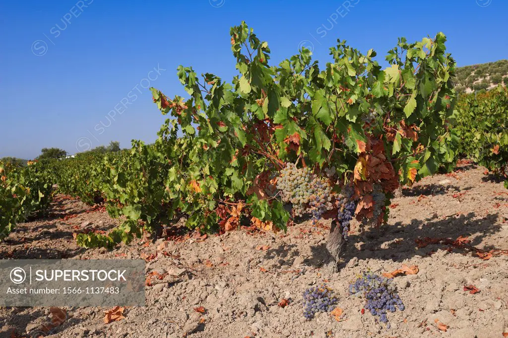 Pedro Ximenez wine grapes, Montilla, Montilla-Moriles area, Cordoba province, Andalusia, Spain.