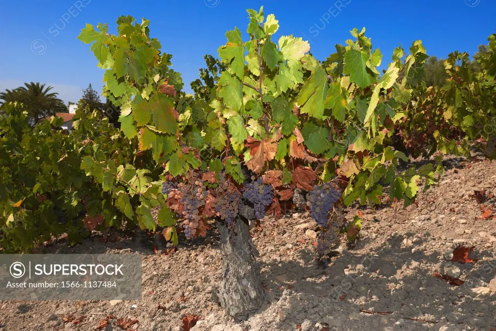 Pedro Ximenez wine grapes, Montilla, Montilla-Moriles area, Cordoba province, Andalusia, Spain.