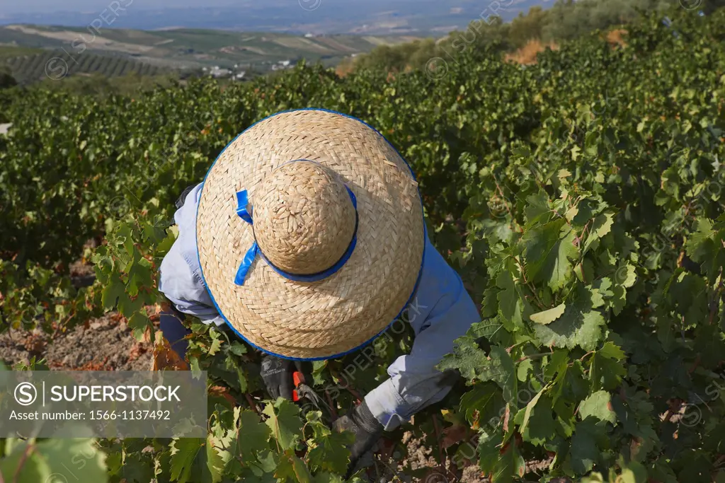 Montilla, Harvesting Pedro Ximenez wine grapes, Vintage in a vineyard in Montilla, Montilla-Moriles area, Cordoba province, Andalusia, Spain.