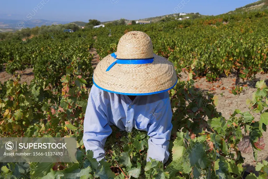 Montilla, Harvesting Pedro Ximenez wine grapes, Vintage in a vineyard in Montilla, Montilla-Moriles area, Cordoba province, Andalusia, Spain.