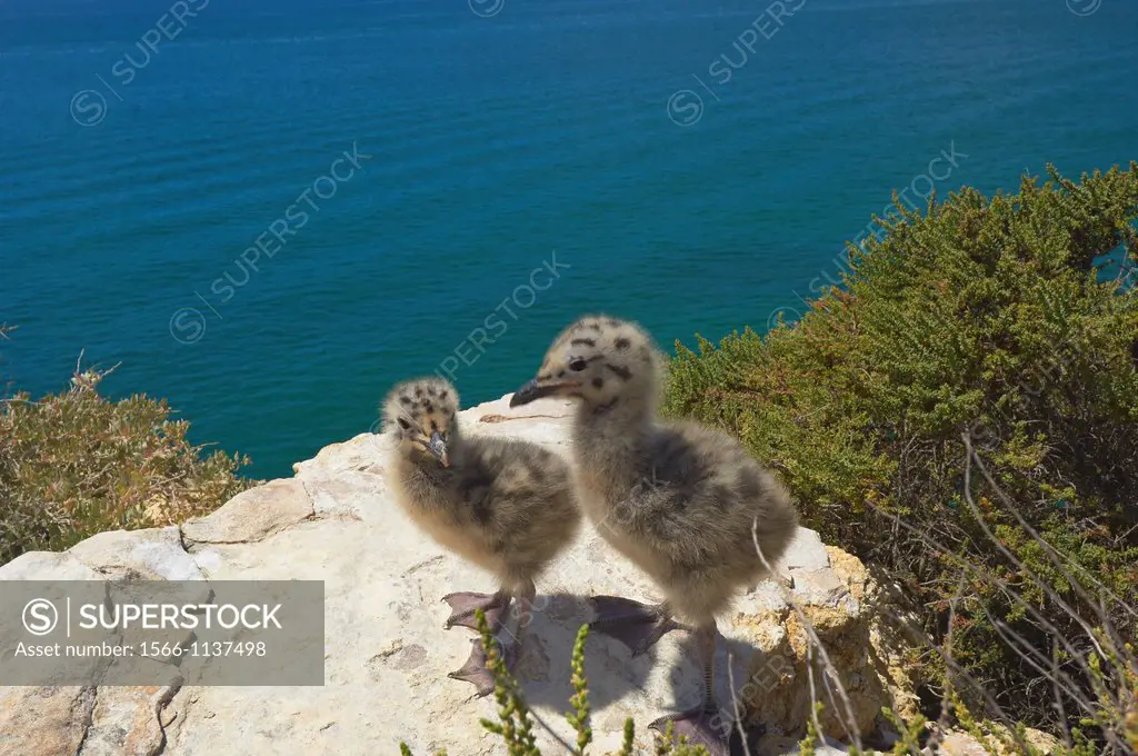 Yellow-Legged Gull Larus cachinnans, Algar Seco, Carvoeiro, Lagoa, Algarve, Portugal.