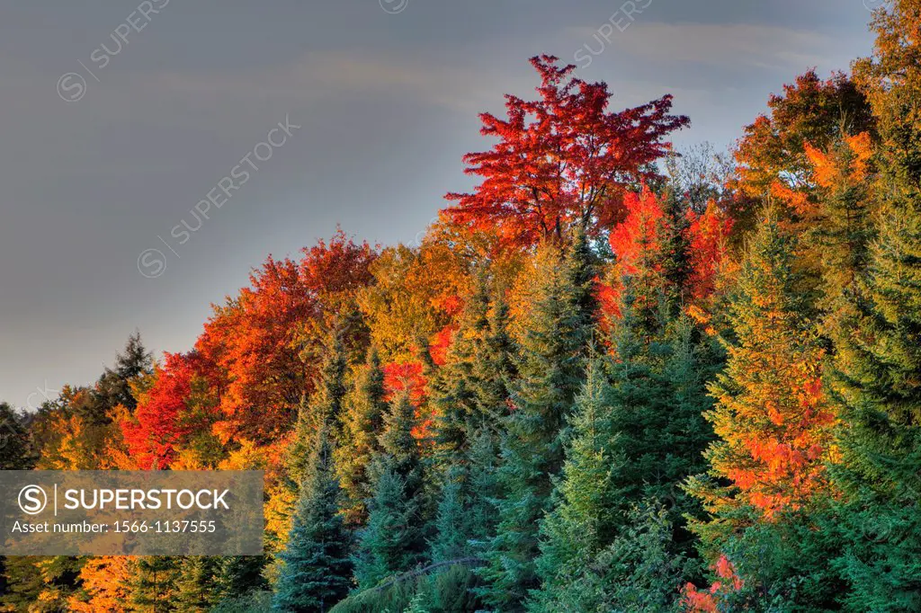 Early Morning, Autumn Colours in Algonquin Provincial Park, Ontario, Canada