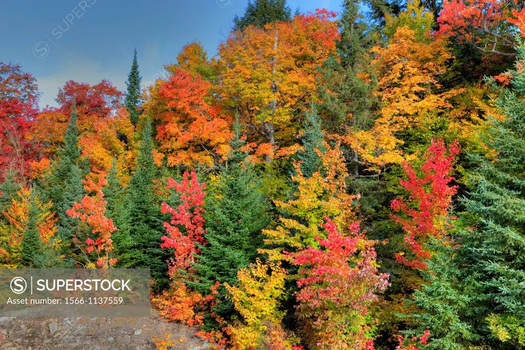 Autumn Colours in Algonquin Provincial Park, Ontario, Canada
