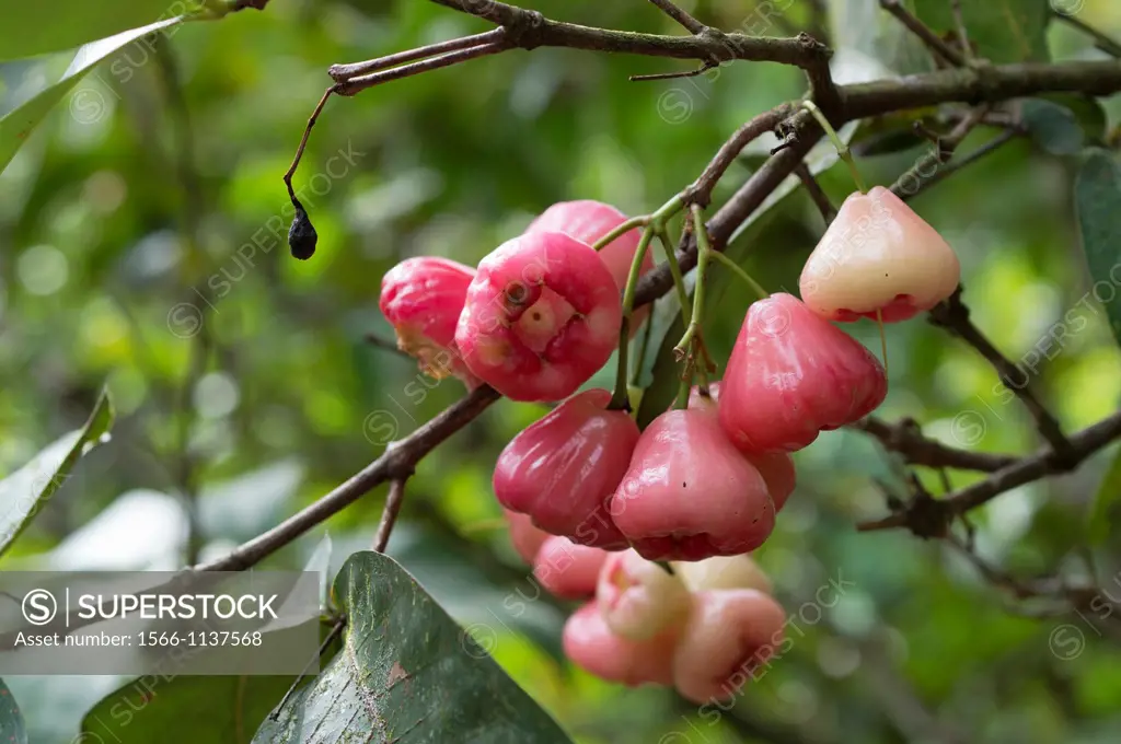 Jambu fruits. Image taken at Kampung Satau, Singai, Sarawak, Malaysia.