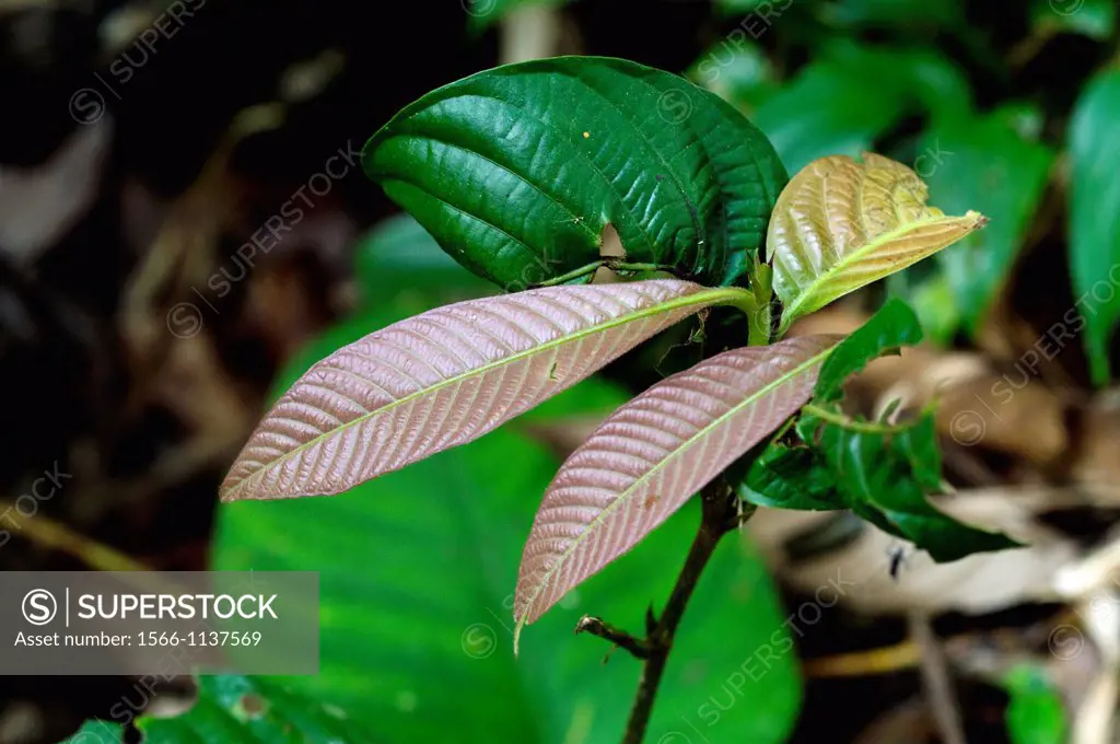 Young leaves. Image taken at Kampung Satau, Singai, Sarawak, Malaysia.