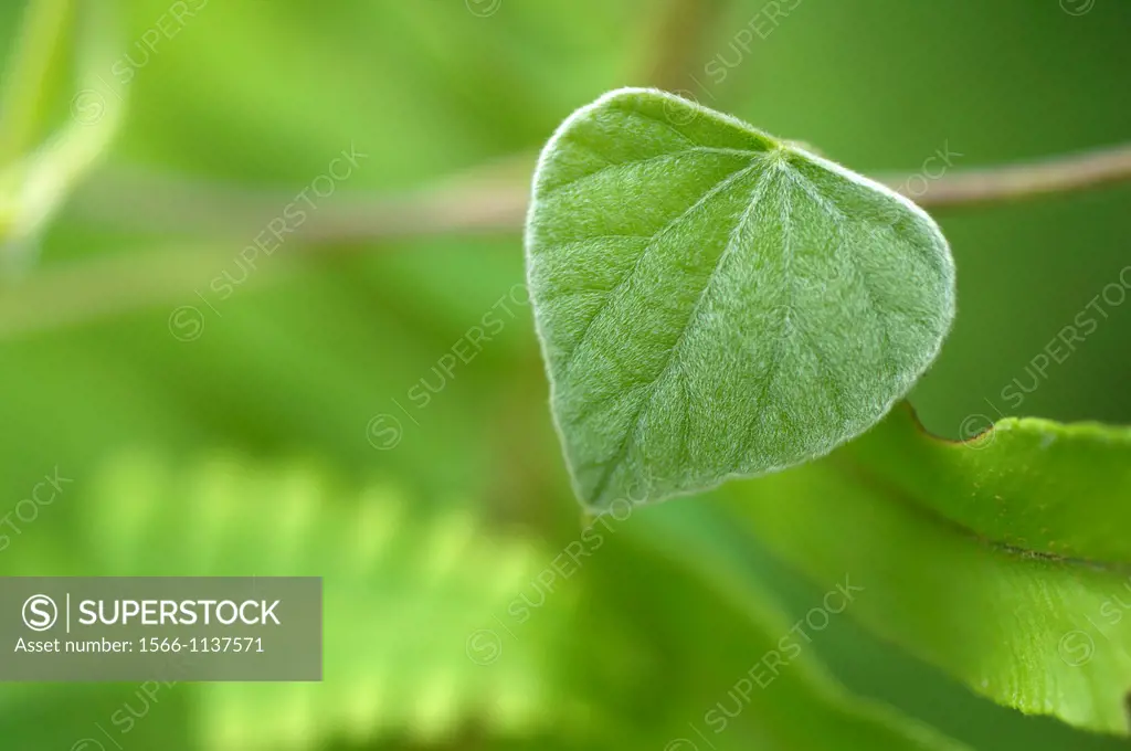 Green leaves. Image taken at Kampung Satau, Singai, Sarawak, Malaysia.