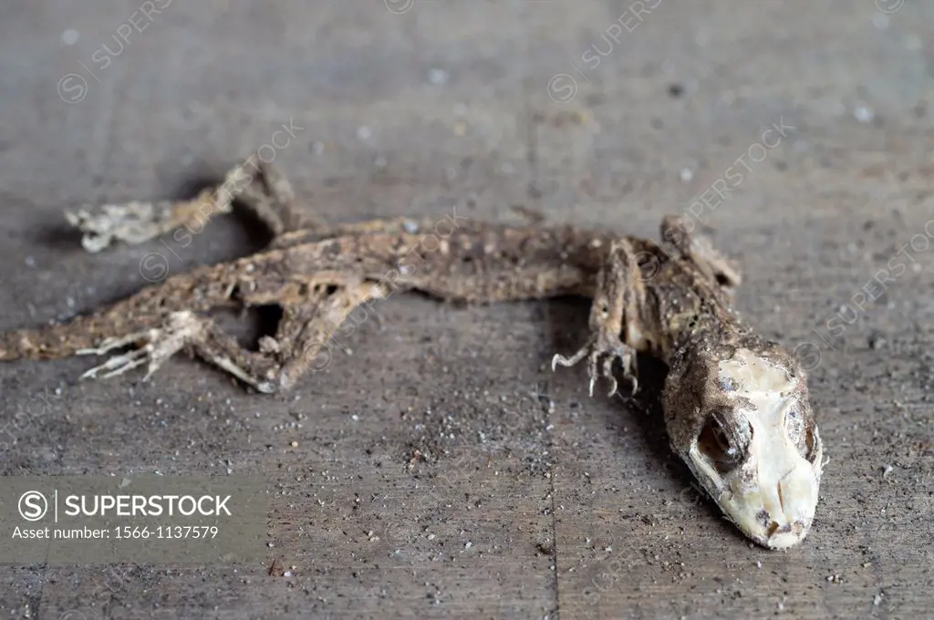 The skeleton of lizard. Image taken at Kampung Satau, Singai, Sarawak, Malaysia.