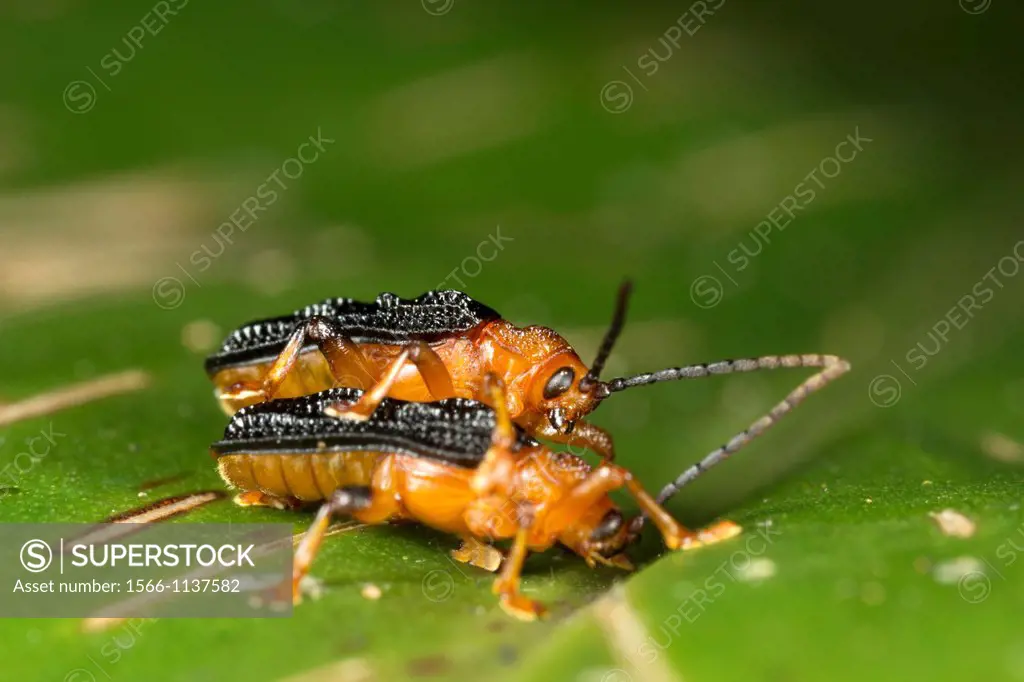 Beetles mating. Image taken at Kampung Satau, Singai, Sarawak, Malaysia.