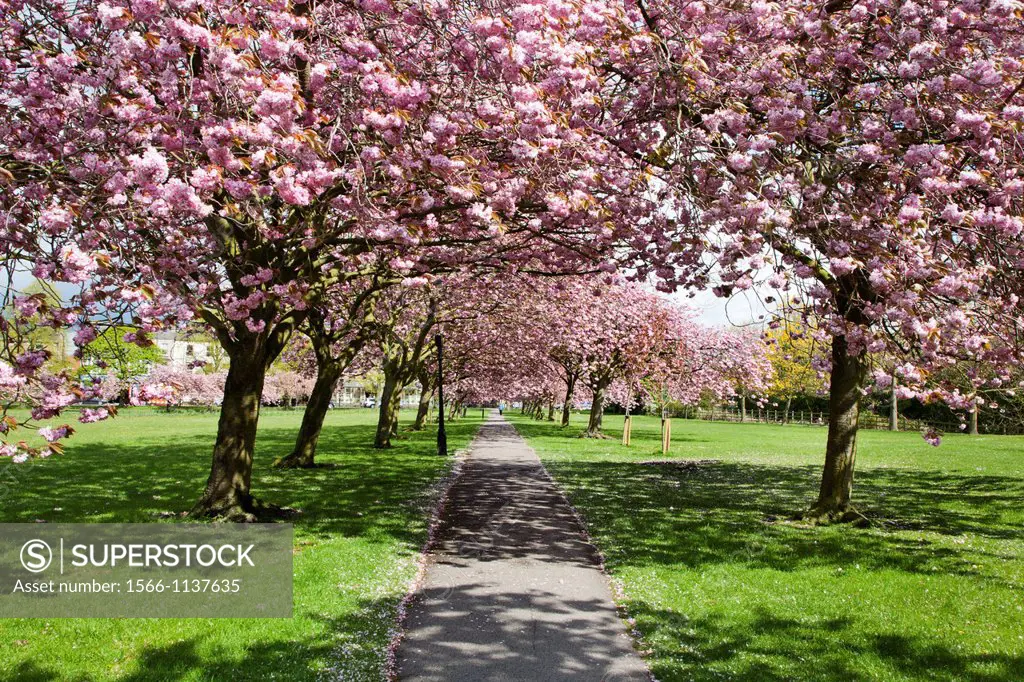 Cherry Blossom on The Stray in Spring Harrogate North Yorkshire England