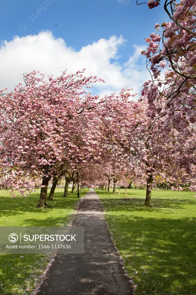 Cherry Blossom on The Stray in Spring Harrogate North Yorkshire England