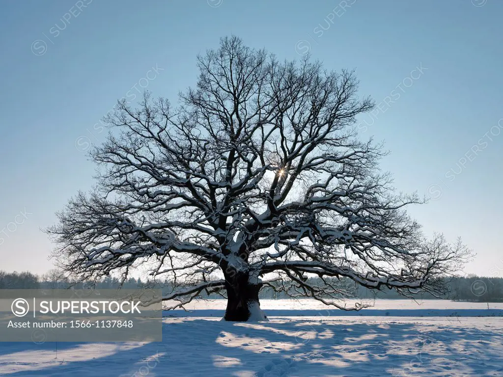 oak tree, Quercus, in winter time