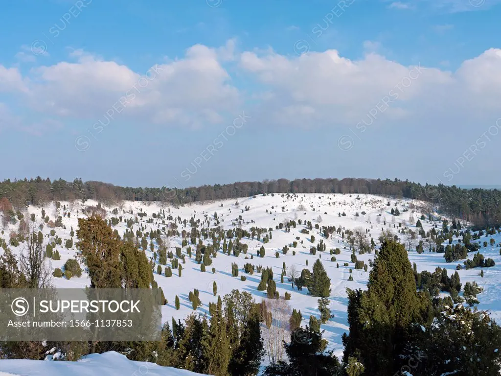 Nature reserve park Lüneburg Heath, winter time, Totengrund, near Wilsede, district Soltau-Fallingbostel, Lower-Saxony, Germany