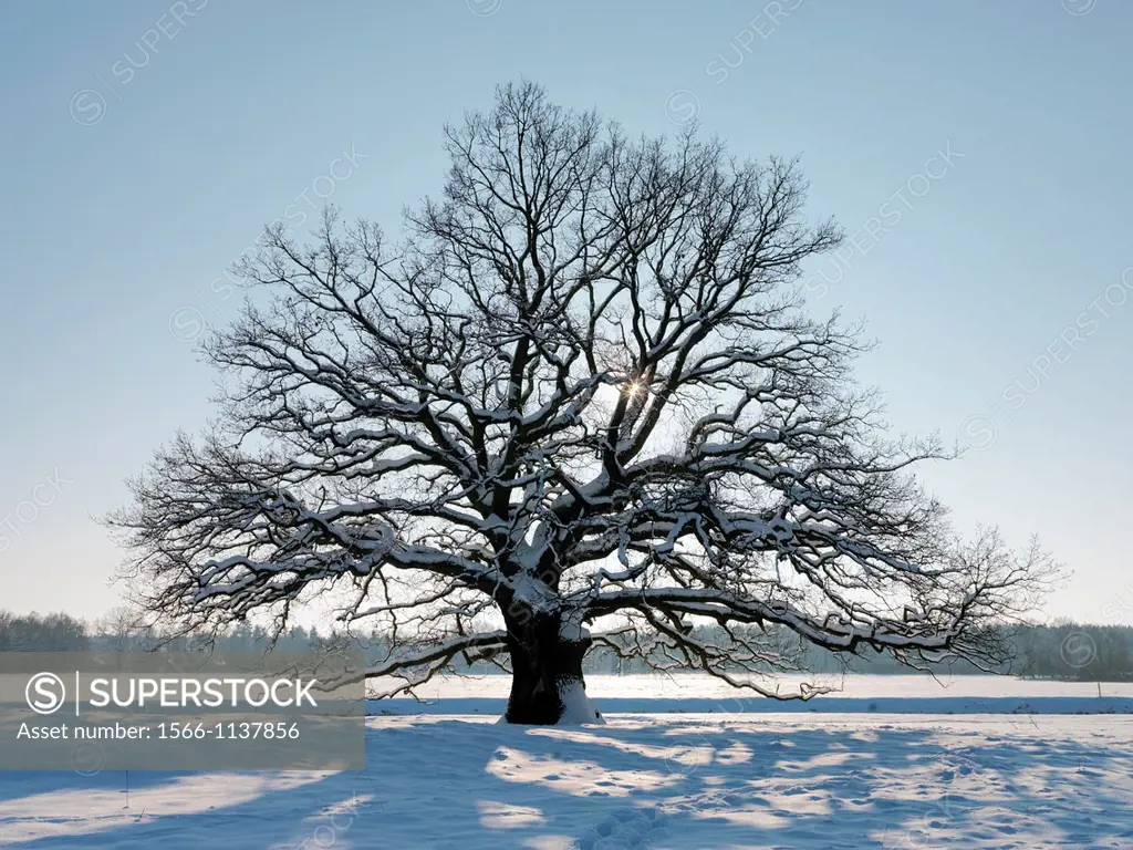 oak tree, Quercus, in winter time