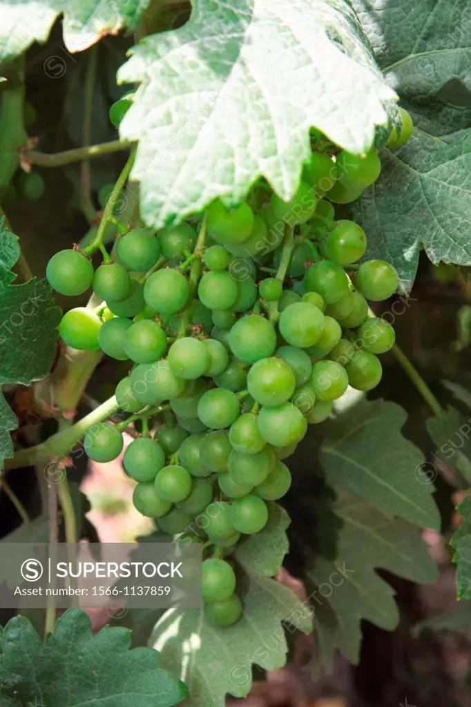 Bunch of grapes in North Tenerife, Canary Islands, Spain