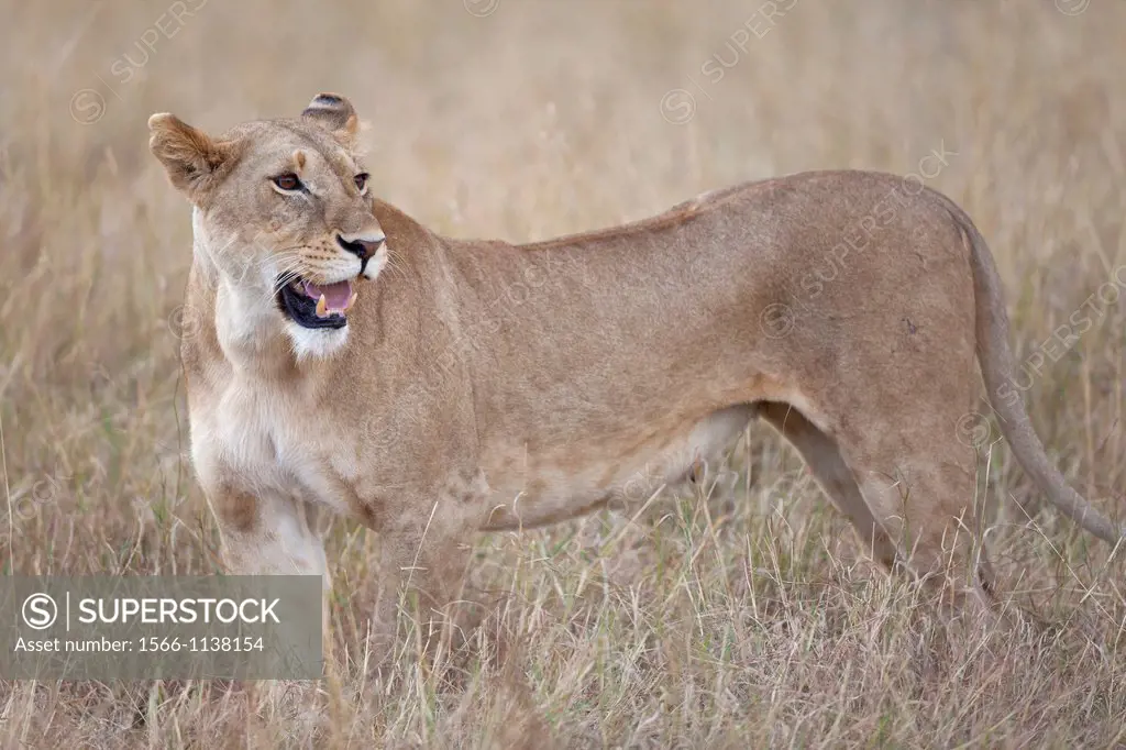 Lioness Panthera leo standing in savannah, Masai Mara, Kenya