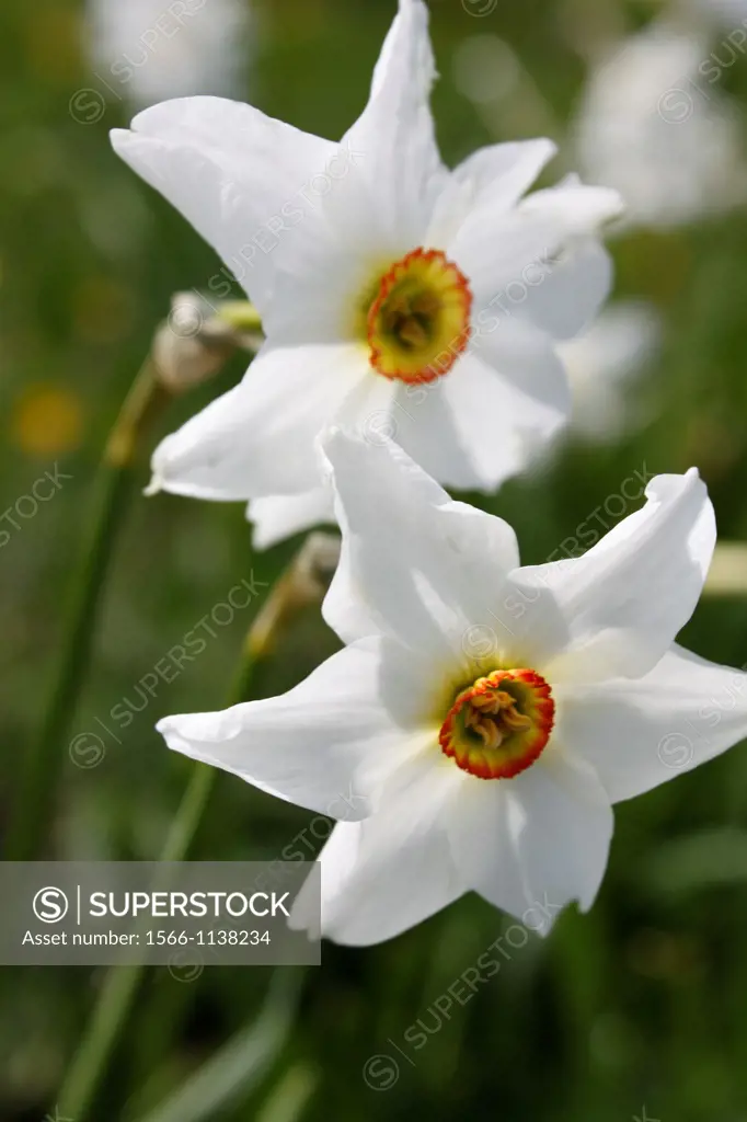 Narcissus in Charmant Som, Chartreuse, Isère, Rhône-Alpes, France
