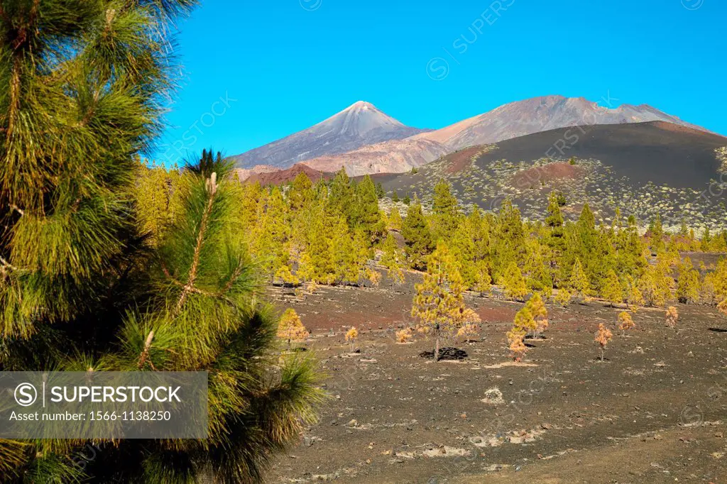 Pinus Canariensis, Pino canario, Pico del Teide, El Teide National Park, Tenerife, Canary Island, Spain
