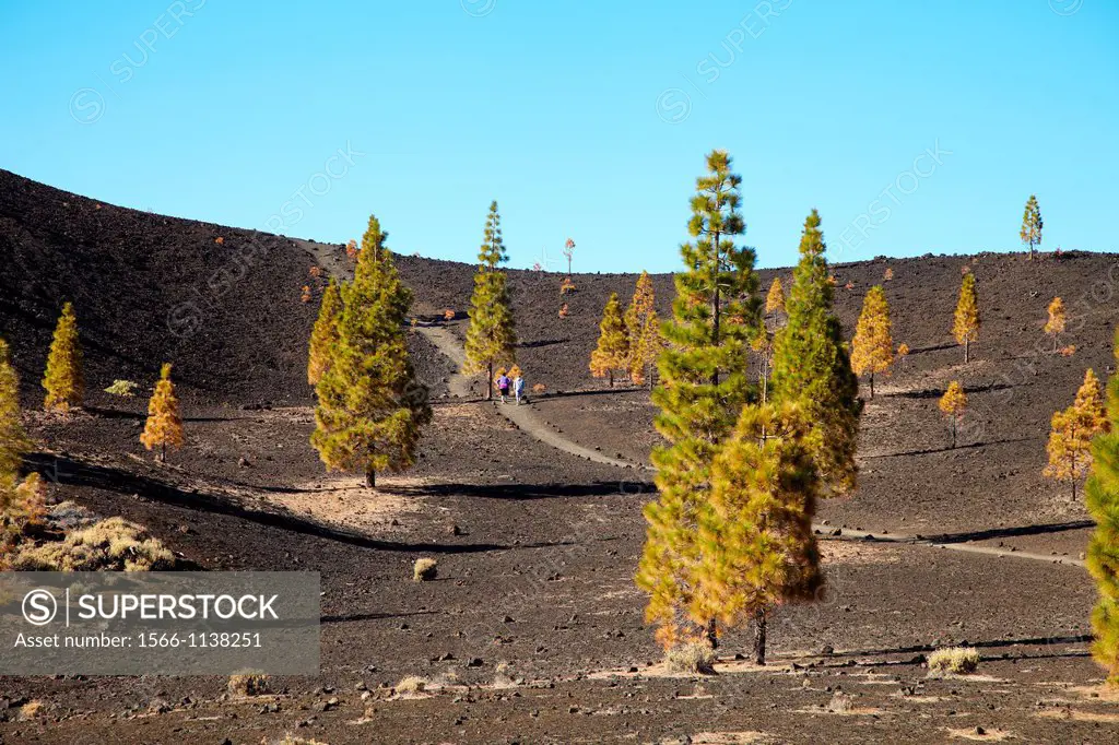 Samara Volcano, Pinus Canariensis, Pino canario, Pico del Teide, El Teide National Park, Tenerife, Canary Island, Spain