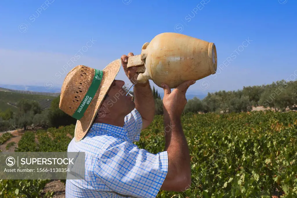 Montilla, Drinking during the harvest in august, Vintage in a vineyard in Montilla, Montilla-Moriles area, Cordoba province, Andalusia, Spain.