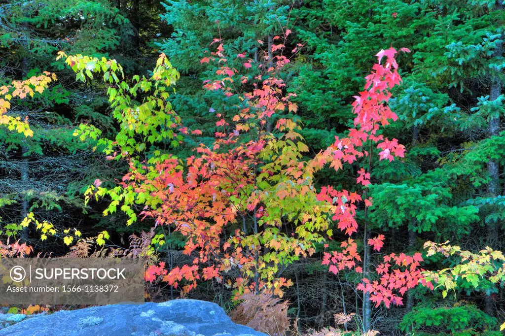 Autumn Colours in Algonquin Provincial Park, Ontario, Canada