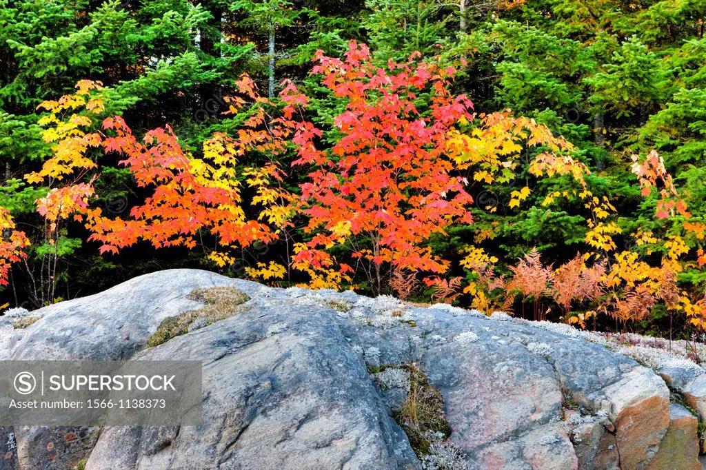 Autumn Colours in Algonquin Provincial Park, Ontario, Canada