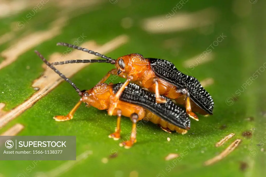 Beetles mating. Image taken at Kampung Satau, Singai, Sarawak, Malaysia.