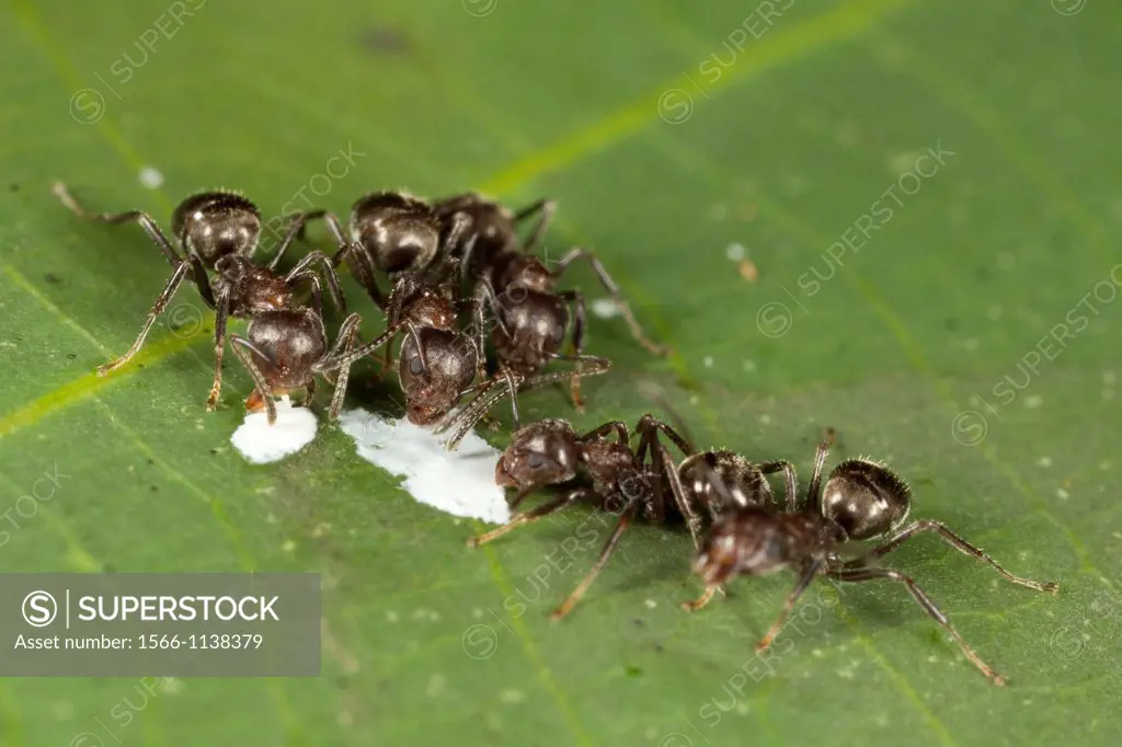 Ants. Image taken at Kampung Satau, Singai, Sarawak, Malaysia.