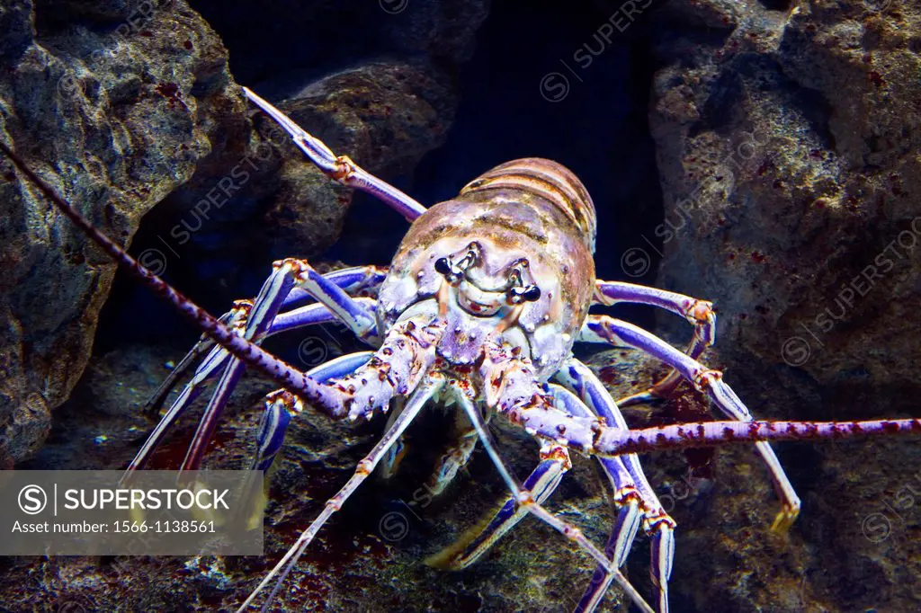 Caribbean Spiny Lobster, Panulirus argus  Camden Aquarium, Camden, New Jersey, USA