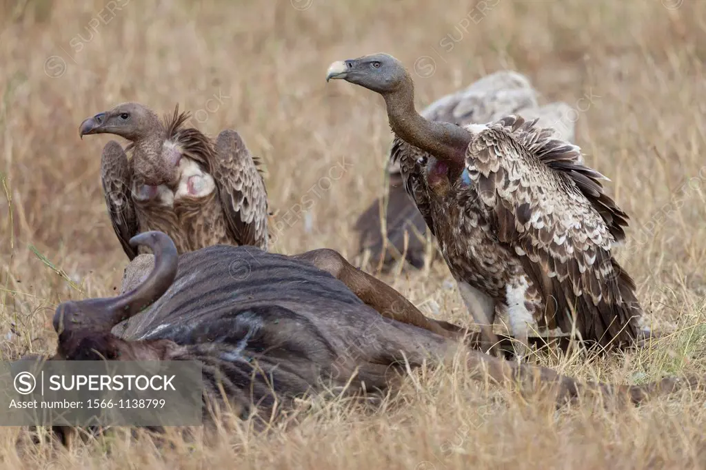 White-backed Vulture Gyps africanus and Rüppell´s Vulture Gyps rueppellii feeding on dead wildebeest, Masai Mara, Kenya
