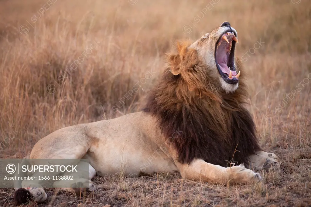yawning Lion Panthera leo lying in savannah at dusk, Masai Mara, Kenya