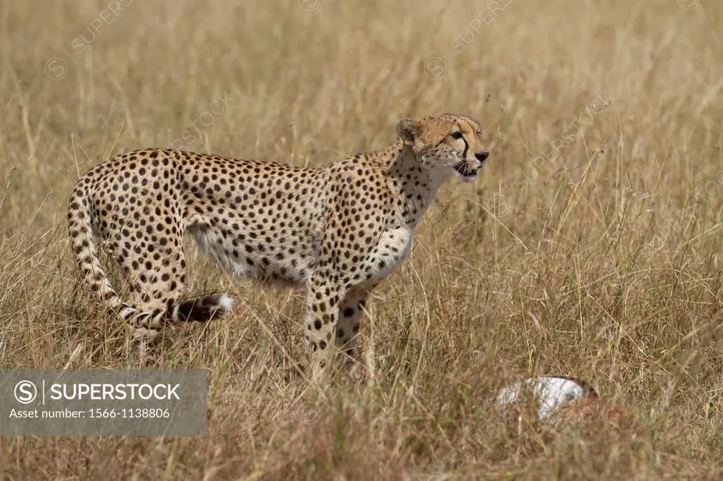 Cheetah Acinonyx jubatus with Thomson´s Gazelle as prey, Masai Mara, Kenya