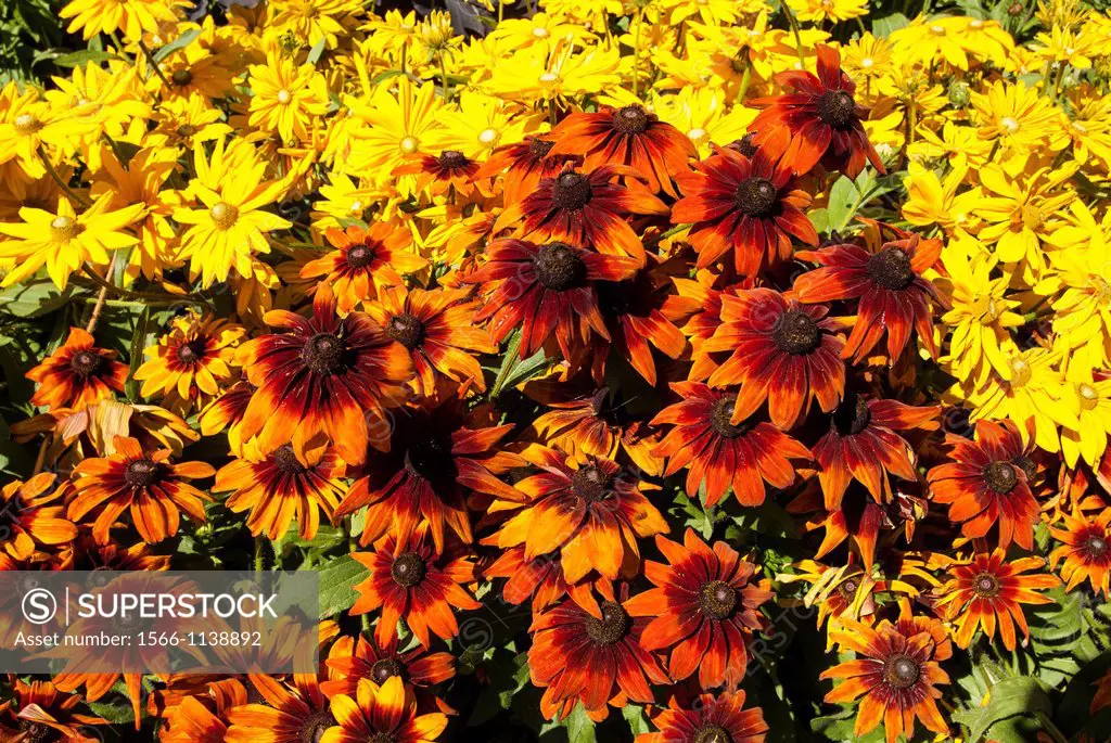 udbeckia hirta, the Black-eyed Susan, with the other common names of: Brown-eyed Susan, Brown Betty, Brown Daisy Rudbeckia triloba, Gloriosa Daisy, Go...