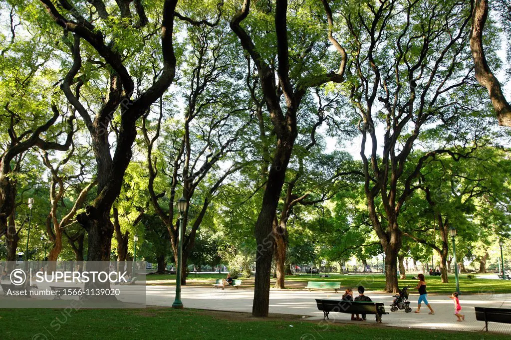 Trees at Plaza San Martin, Retiro, Buenos Aires, Argentina
