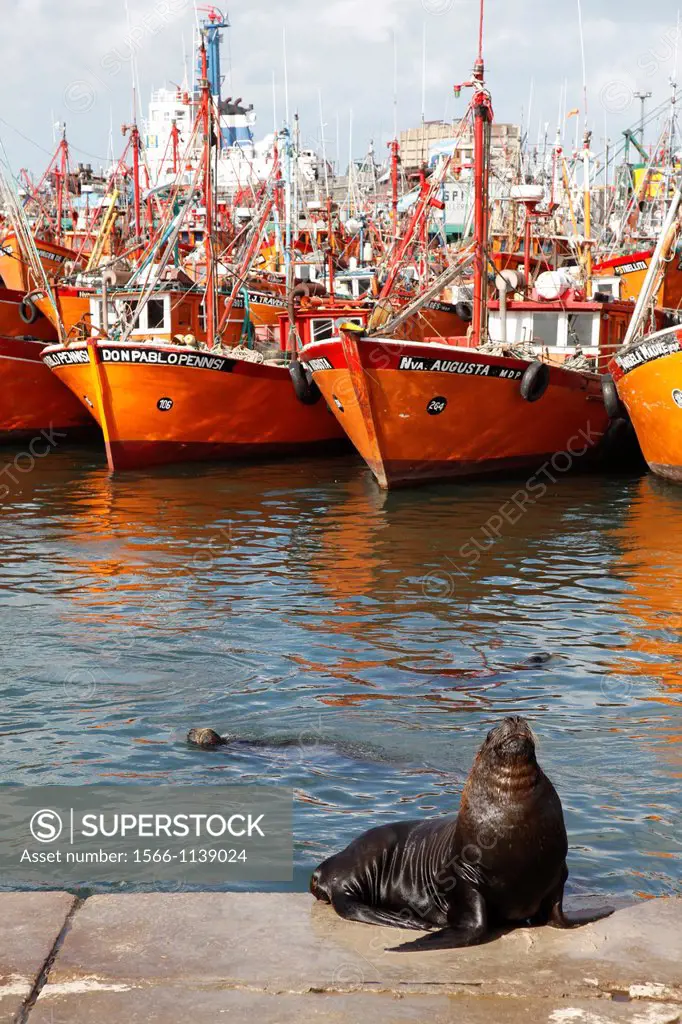 Fishing boats and sea lions at the port, Mar del Plata, Argentina