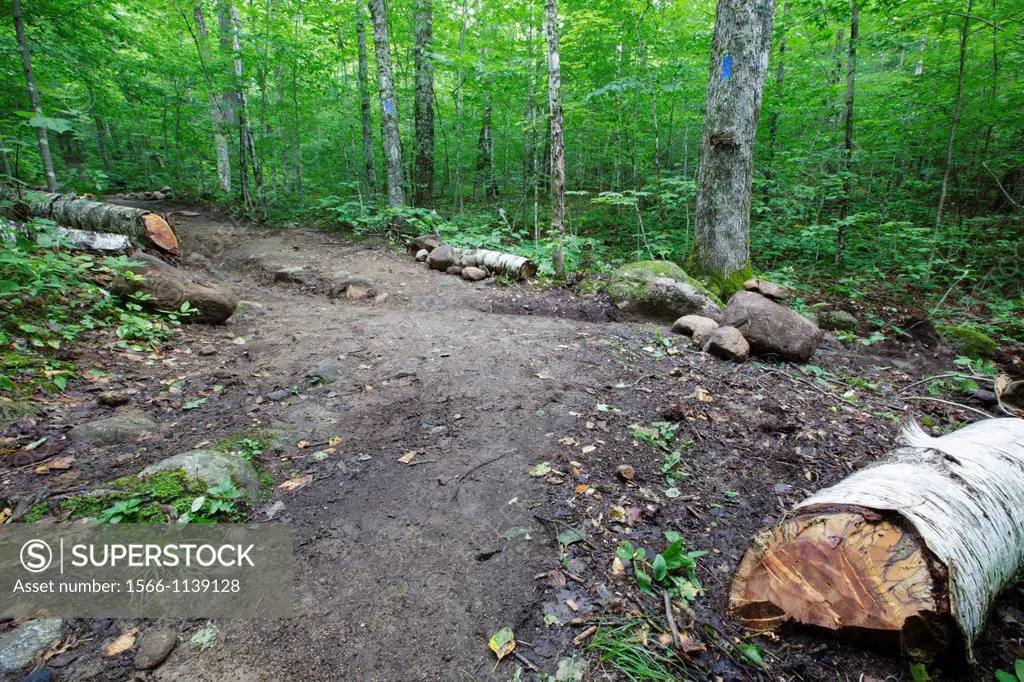 Low impact trail work - Freshly cut blowdown along the Mt Kinsman Trail in the White Mountains, New Hampshire USA  Drainage work can be seen in the ba...