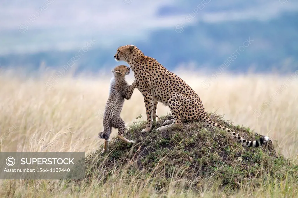 Cheetah Acinonyx jubatus with playing cub, Masai Mara, Kenya