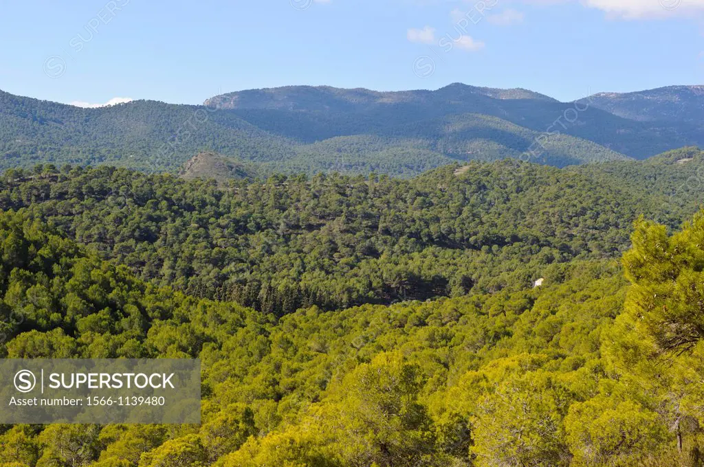 Pine forest, Sierra Espuña Regional Park, Alhama de Murcia, Murcia, Spain