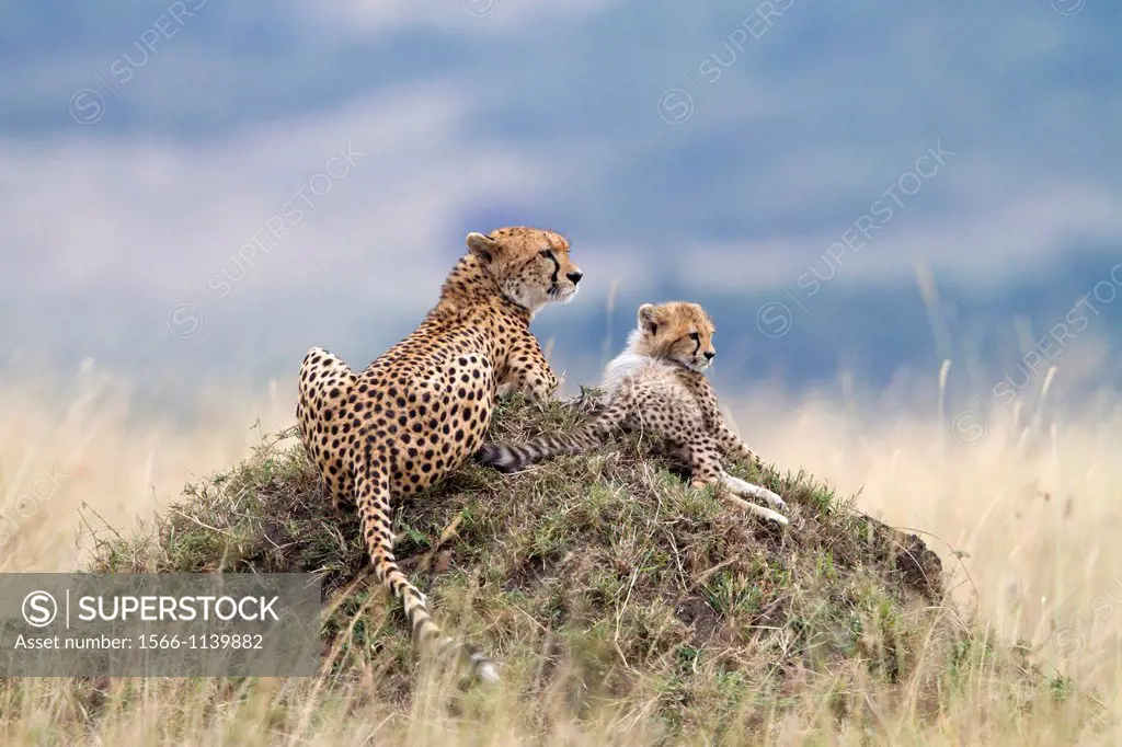 Cheetah Acinonyx jubatus with cub in savannah, Masai Mara, Kenya
