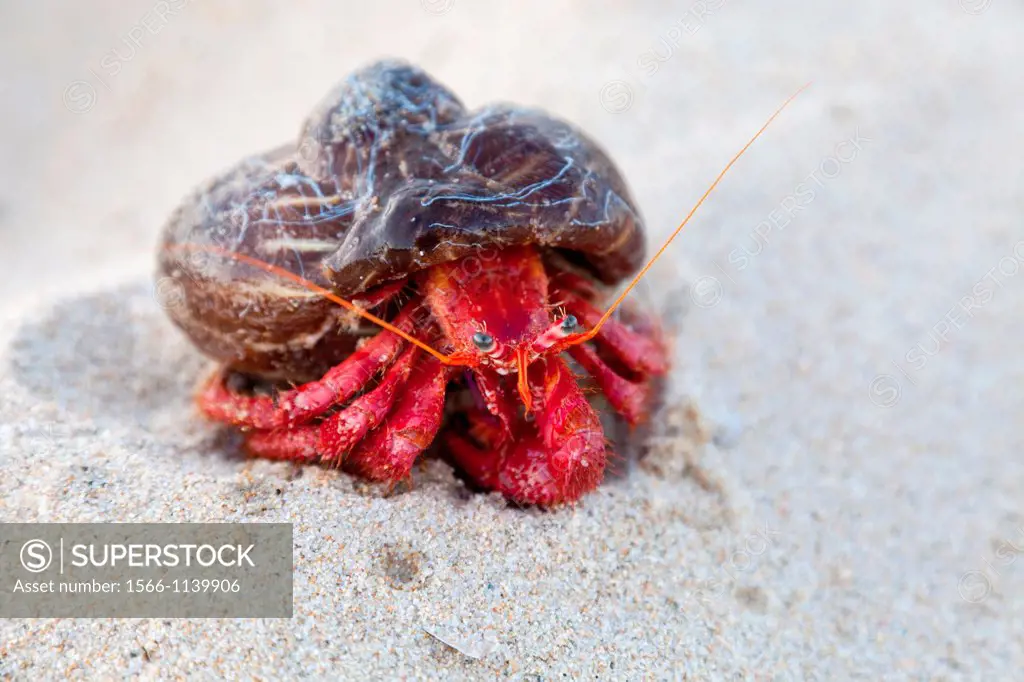 Dardanus arrossor is an hermit crab  Its whole body can retract in an empty gastropod shell it carries around, Sardinia, Italy, Europe