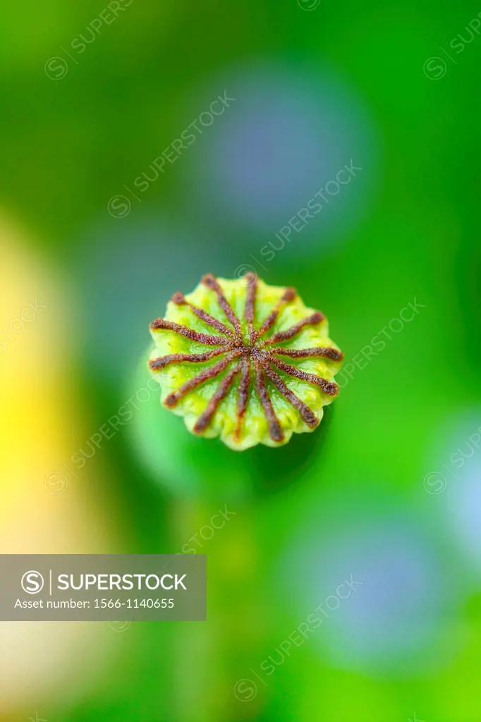 Poppy, Papaveraceae seed capsule close up