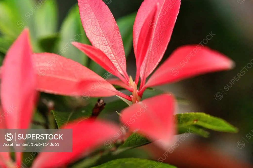 Pieris, ´Cream Lace´ red leaves close up