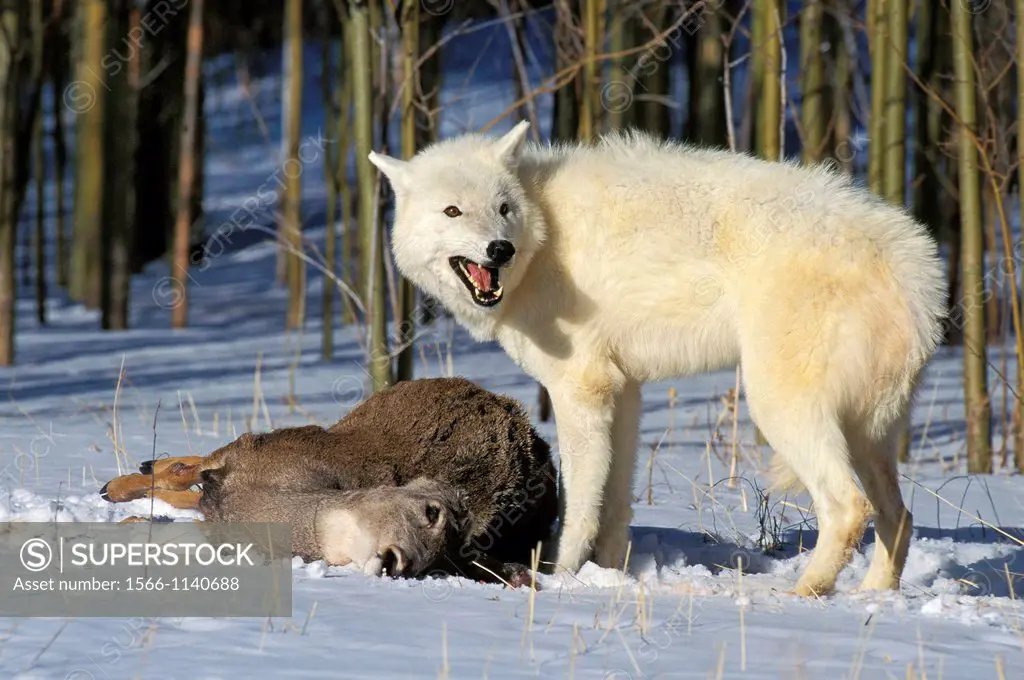 Arctic Wolf, canis lupus tundrarum, Adult with a Kill, a Wapiti, Alaska