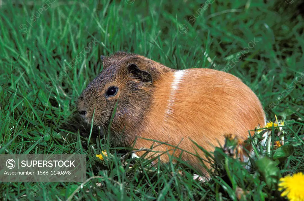 Guinea Pig, cavia porcellus, Adult standing on Grass