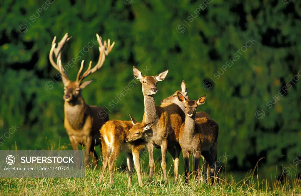 Red Deer, cervus elaphus, Male with Females