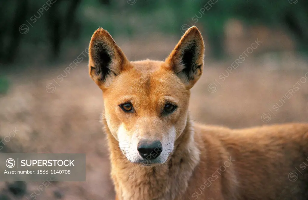 Dingo, canis familiaris dingo, Portrait of Adult