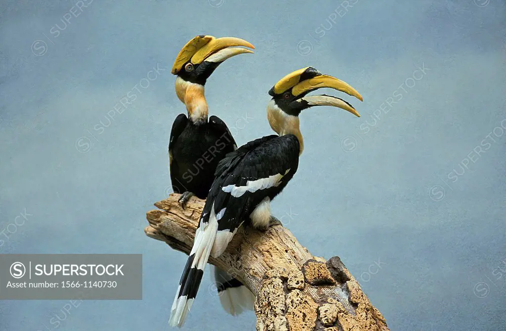 Great Hornbill, buceros bicornis, Pair standing on Branch