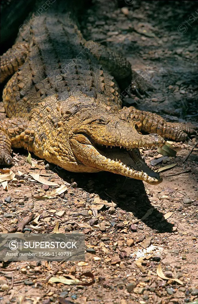 Australian Freshwater Crocodile crocodylus johnstoni, Adult with Open Mouth, in Defensive Posture, Australia