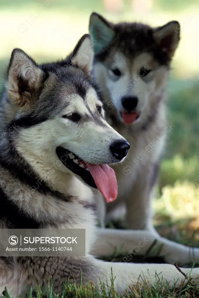Alaskan Malamute Dog, Mother with Pup