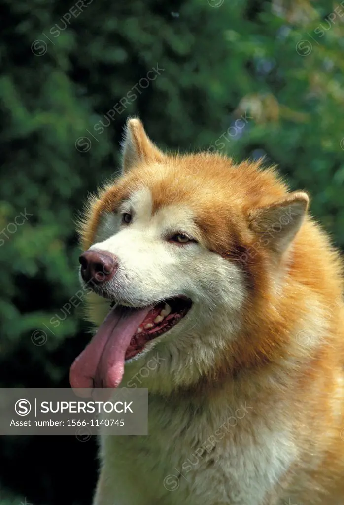 Alaskan Malamute Dog, Portrait of Adult with Tongue out